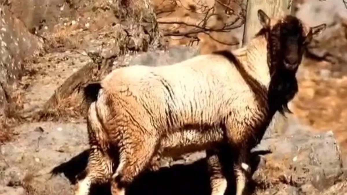 Tunceli’de boynuzsuz erkek yaban keçisi görüntülendi